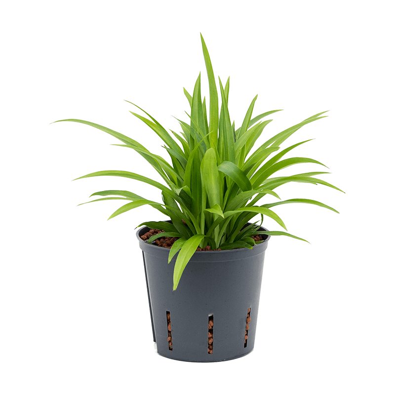 Chlorophytum Lemon