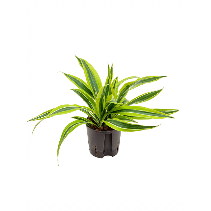 Dracaena Lemon Lime 