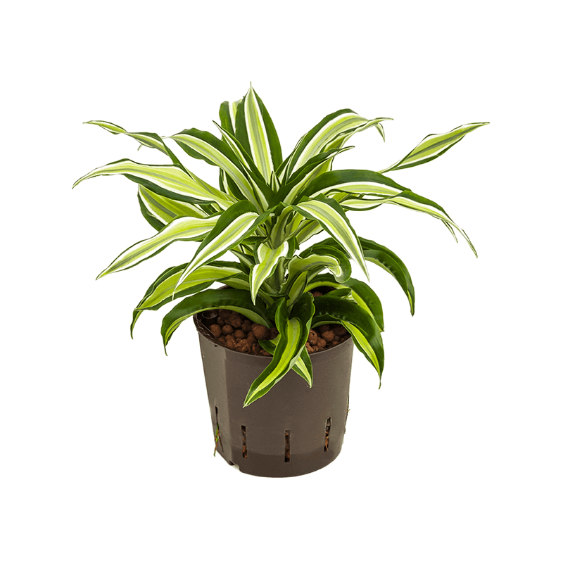 Dracaena Malaika