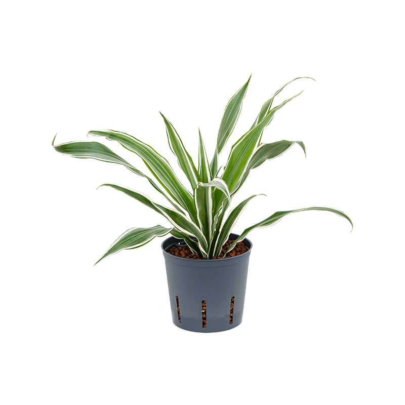 Dracaena Deremensis White Stripe