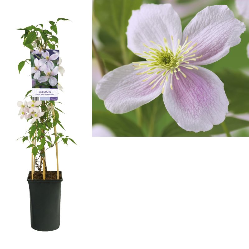 Clematis Pink Perfection