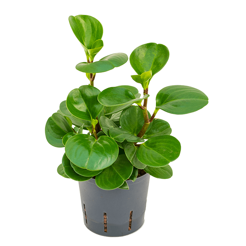 Peperomia Green Gold