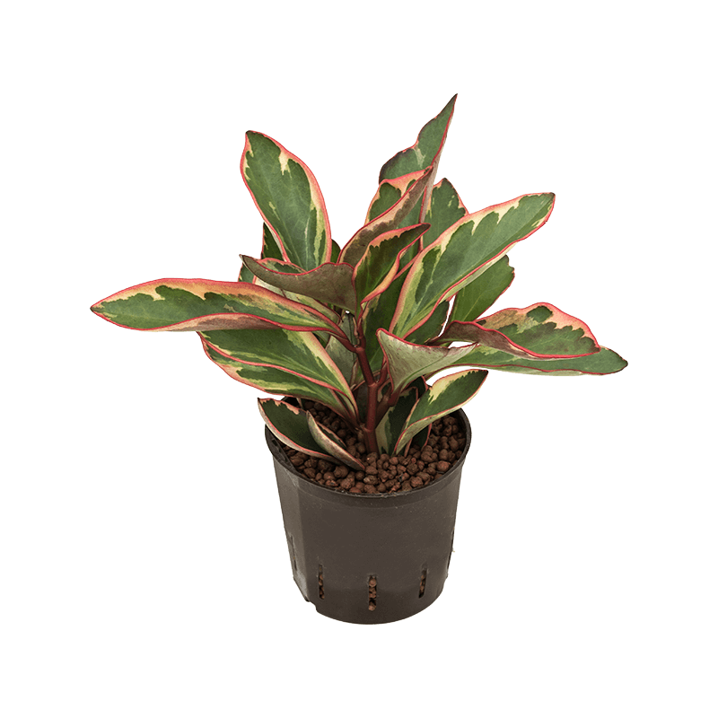 Peperomia Jeli 