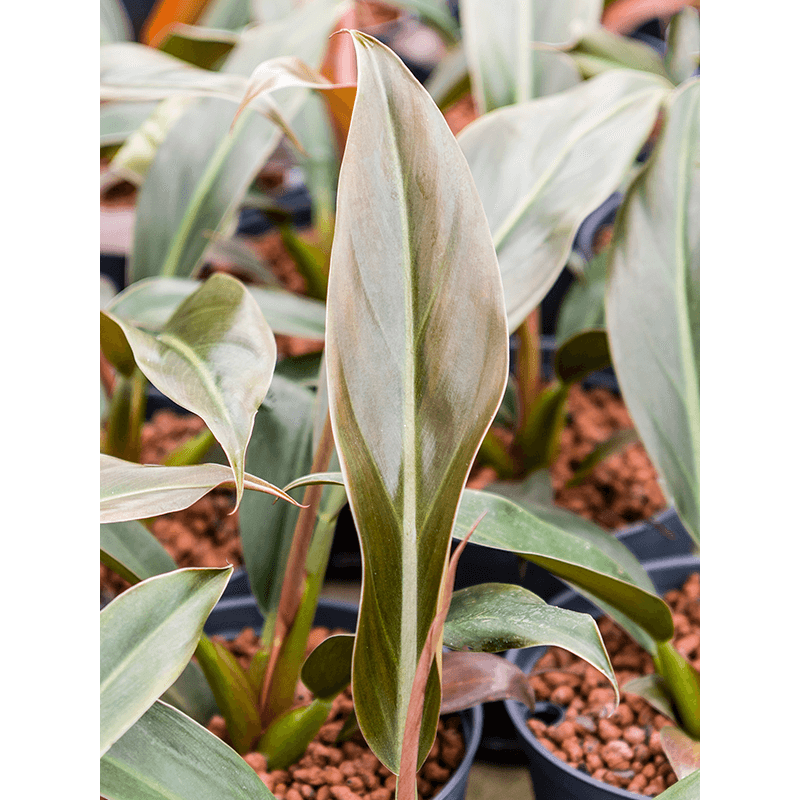 Philodendron Black Cardinal 