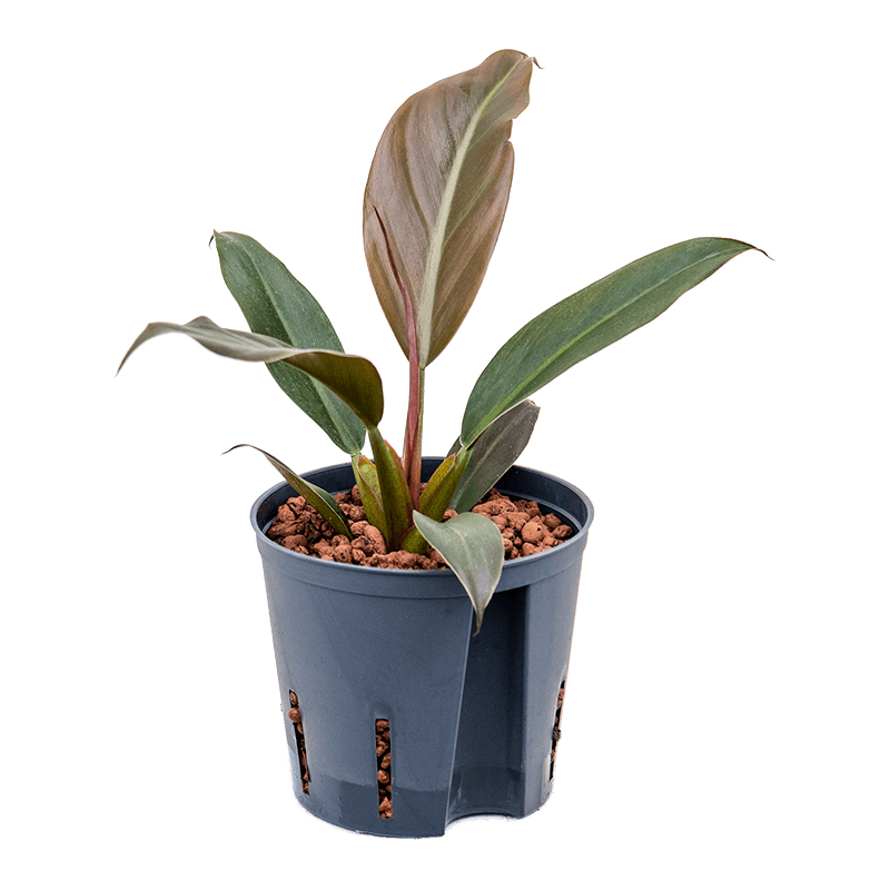 Philodendron Black Cardinal 