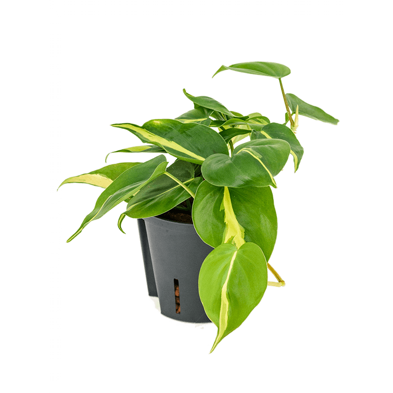 Philodendron Grand Brasil