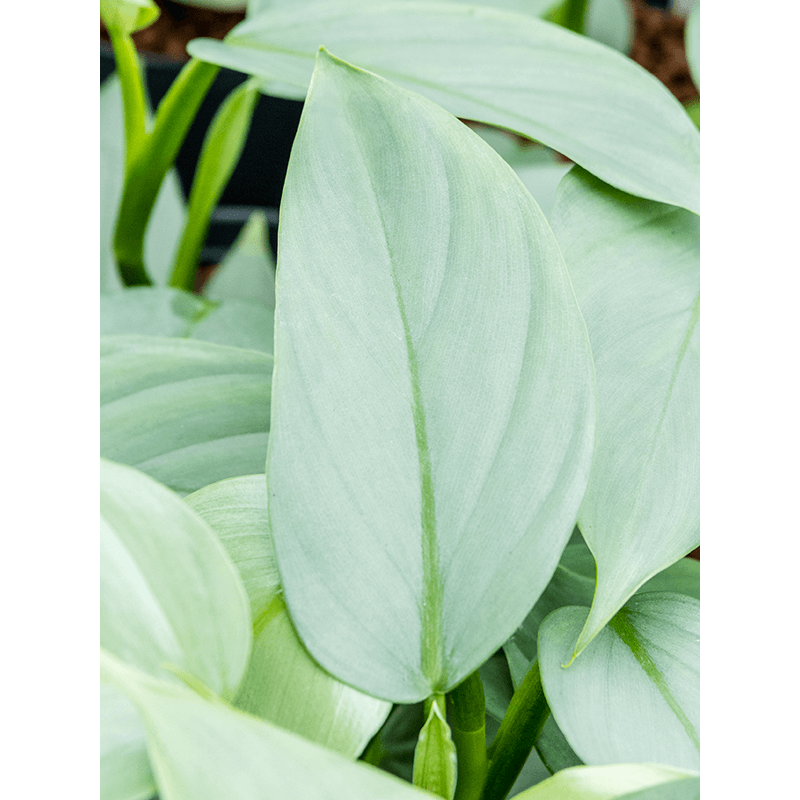 Philodendron Silver Sword