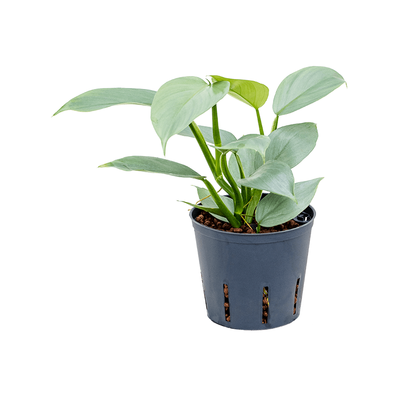 Philodendron Silver Sword