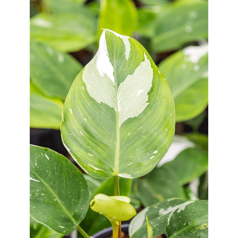 Philodendron White Princess