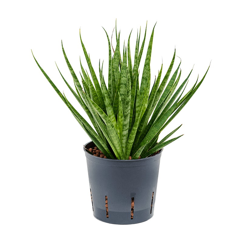 Sansevieria Comet Kickaka 