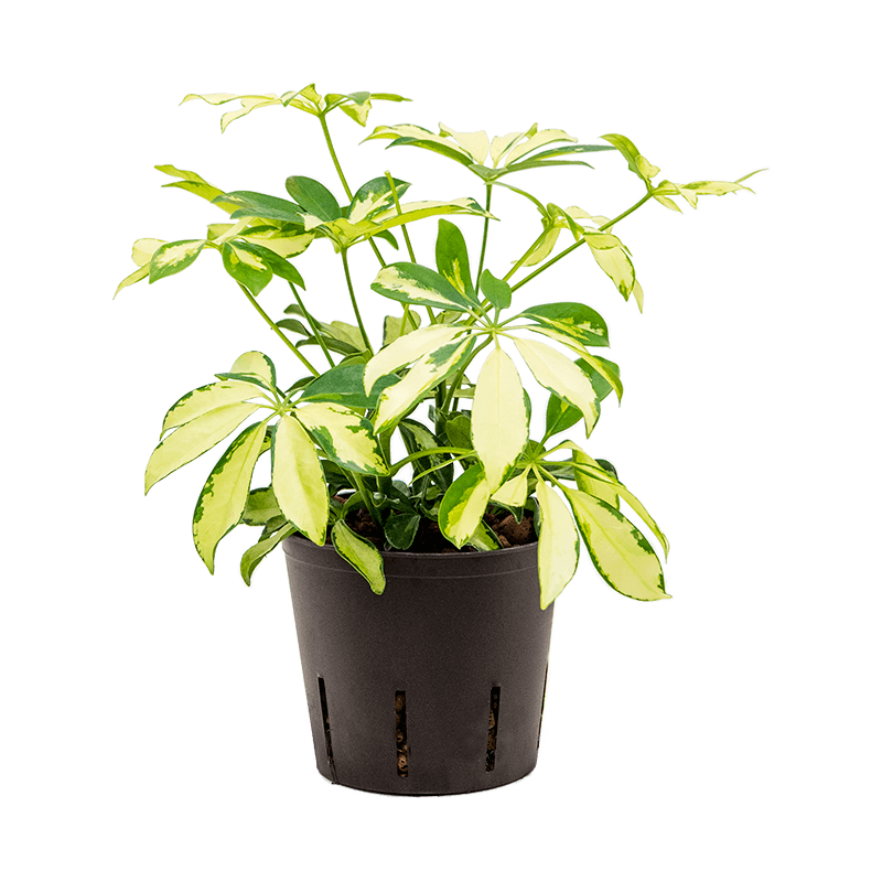 Schefflera Arboricola Trinette