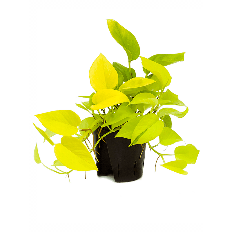 Scindapsus Golden Pothos