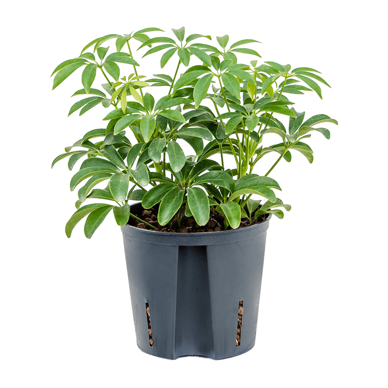 Schefflera Arboricola Luseana