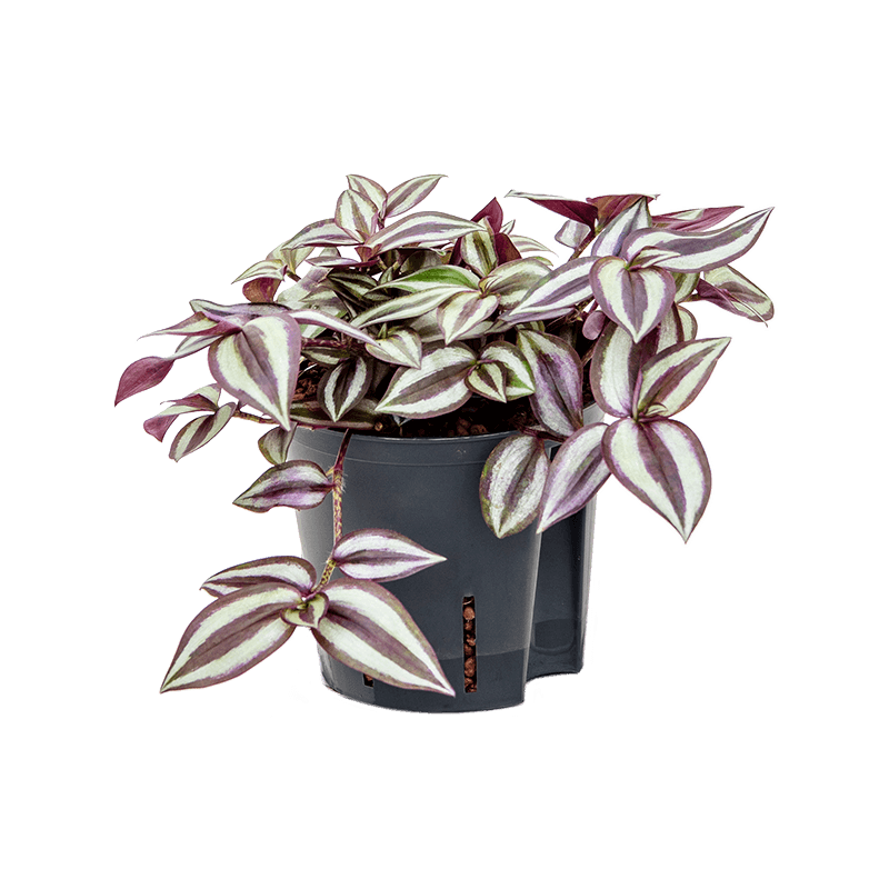 Tradescantia Zebrina