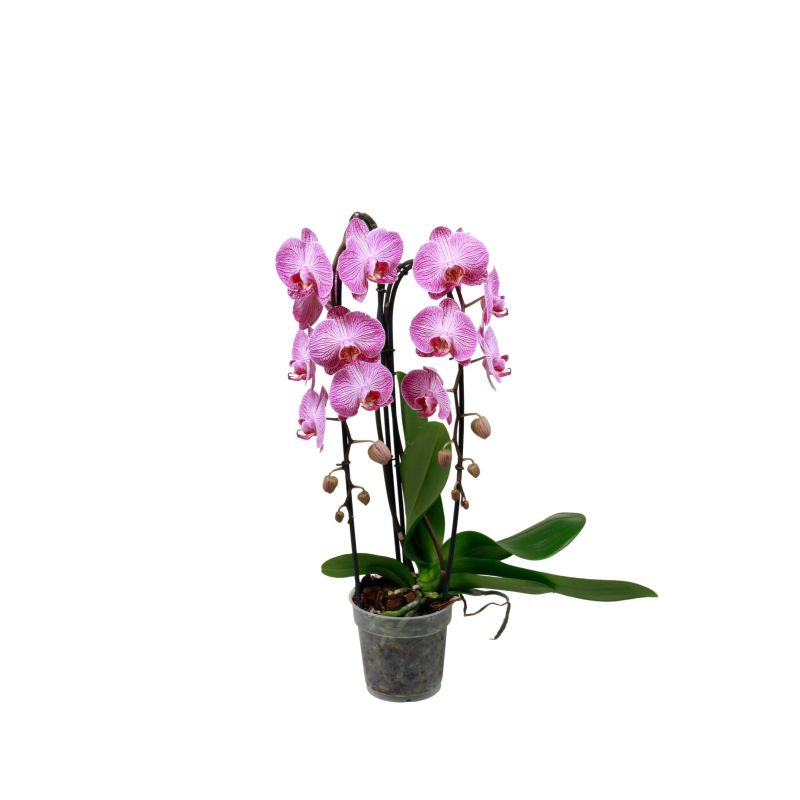 Phalaenopsis Cascade roze