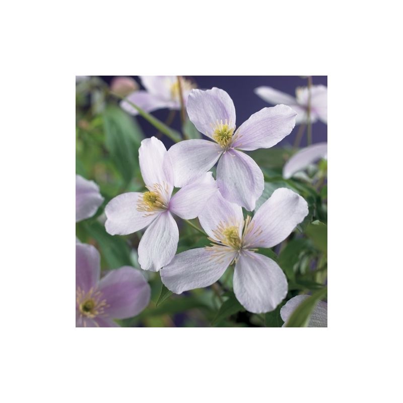 Clematis Pink Perfection