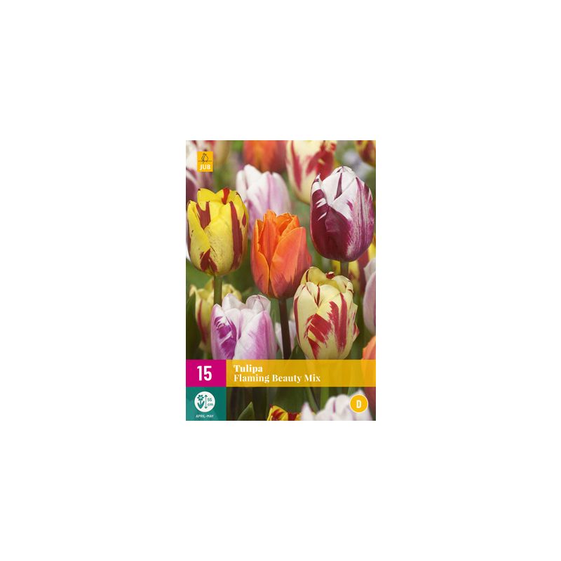 Tulipa Flaming Beauty Mix