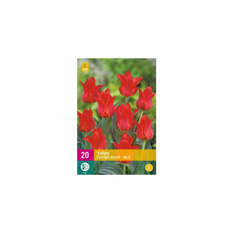 Tulipa Greigii Rood