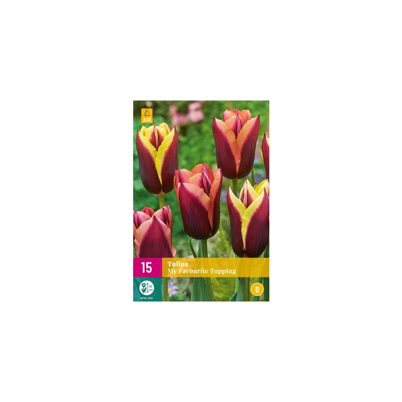 Tulipa My Favourite Topping