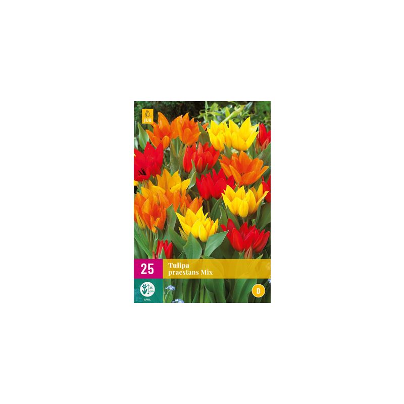 Tulipa Praestans Mix