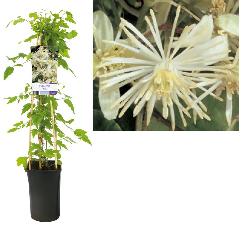 Clematis vitalba