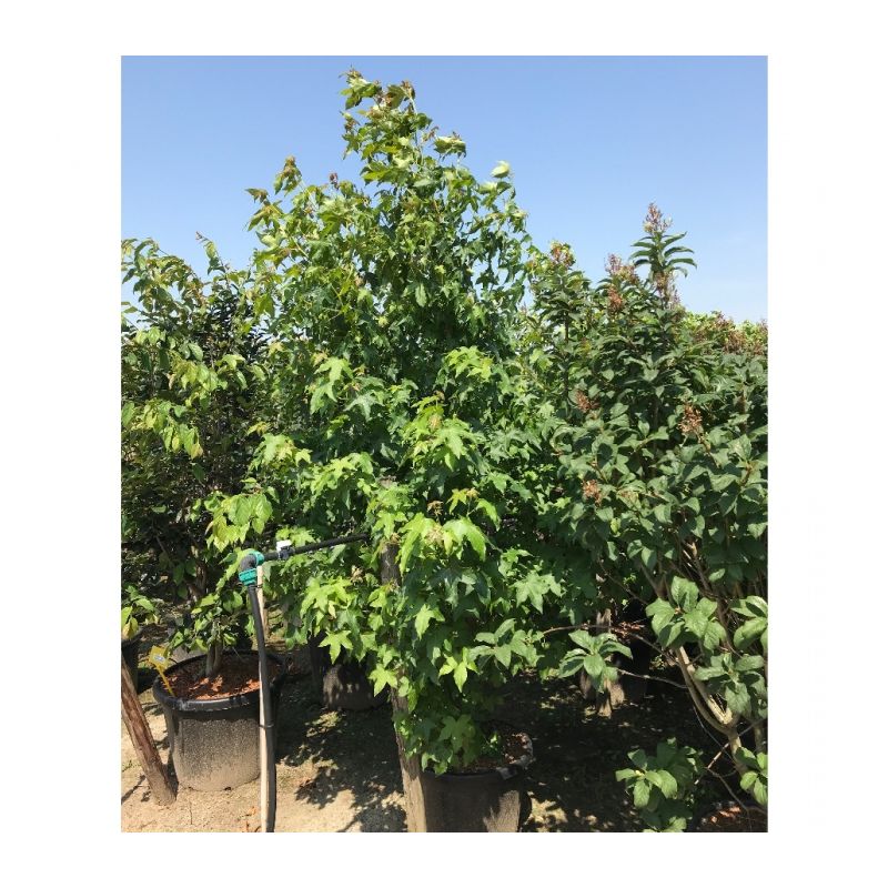 Liquidambar Styraciflua - solitair