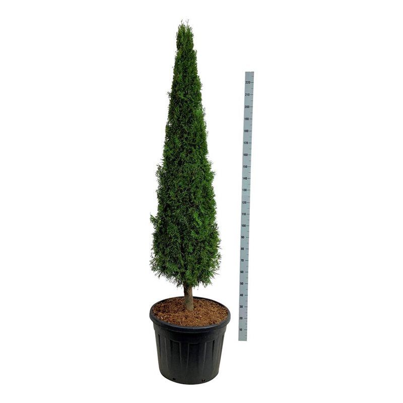 Thuja occidentalis 'Smaragd' - piramide op stam