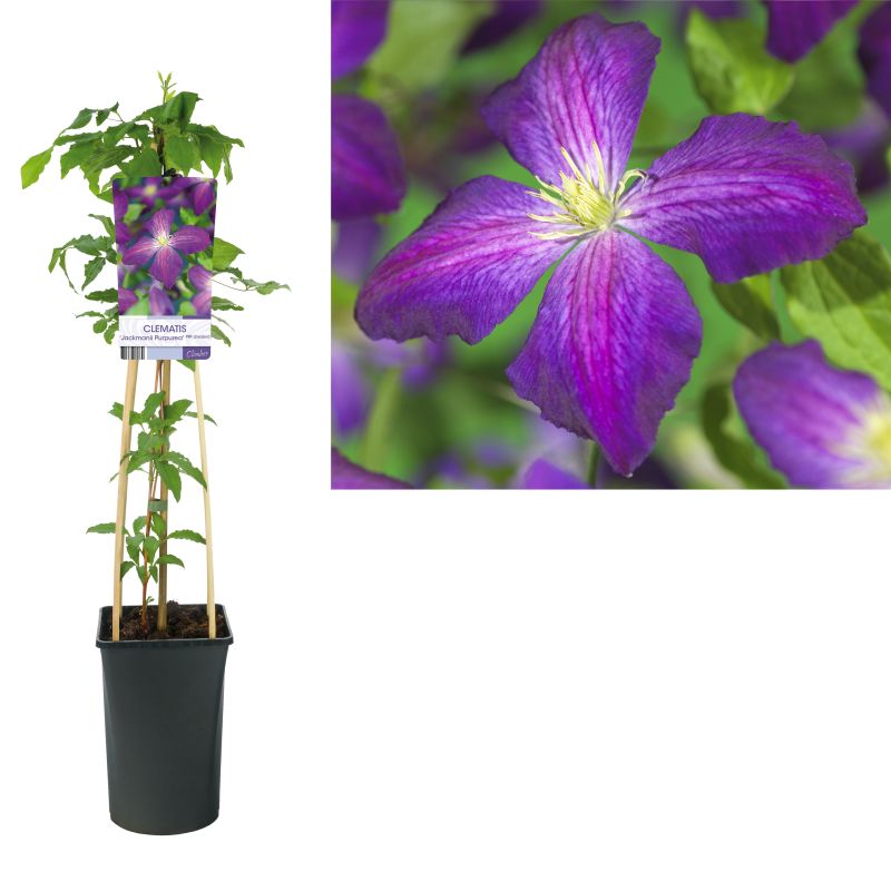 Clematis Jackmanii Purpurea