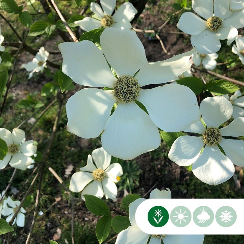 Cornus Kousa Milky Way - laagstam