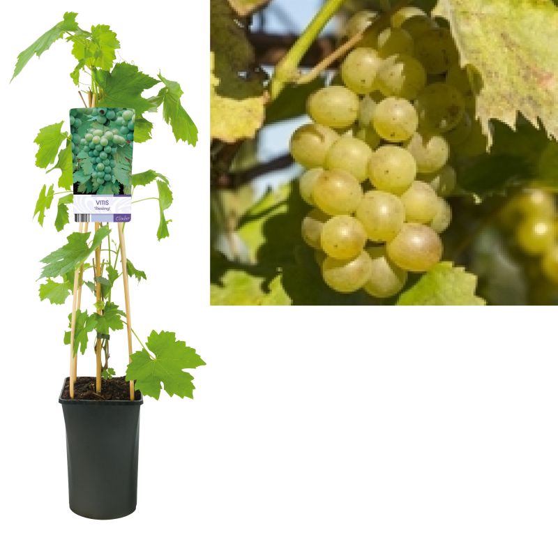 Vitis Riesling