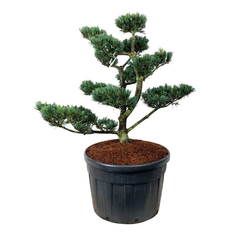 Pinus Parviflora Glauca - bonsai