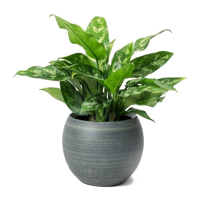 Aglaonema Maria