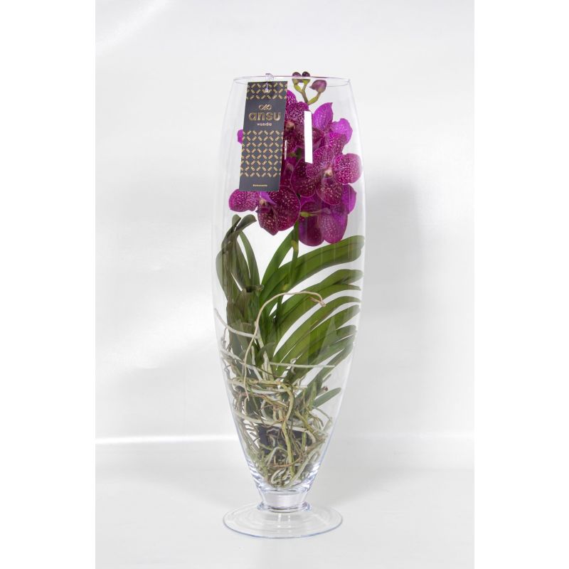 Vanda Orchidee in Majestic en snel online bestellen?
