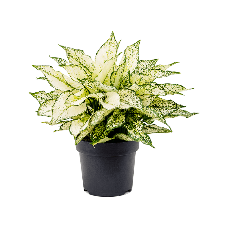 Aglaonema White Kiwi