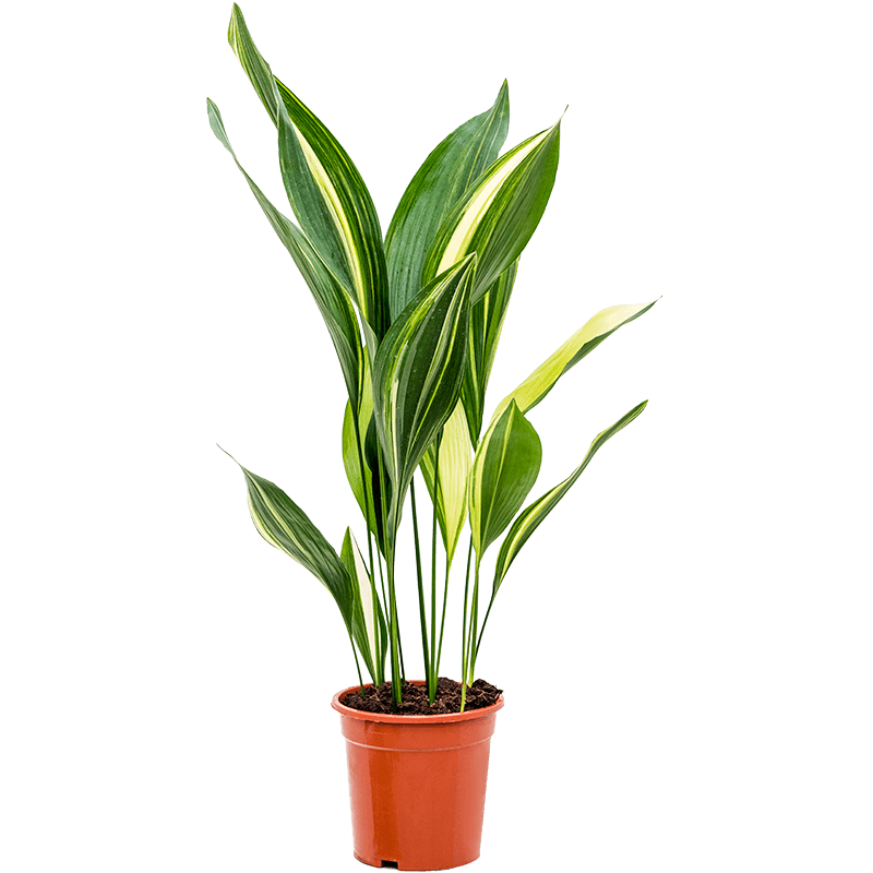 Aspidistra Elatior Variegata