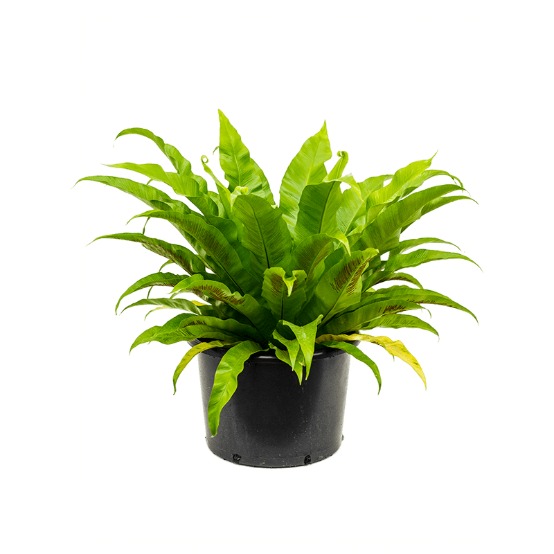 Asplenium Antiquum 