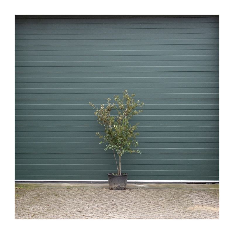 Quercus Ilex - solitair