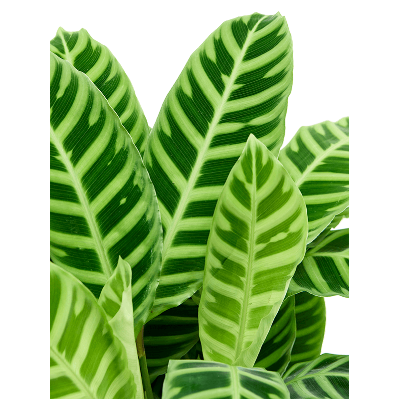 Calathea Zebrina