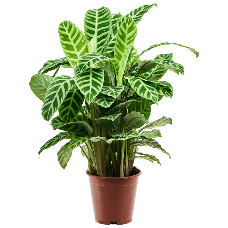 Calathea Zebrina