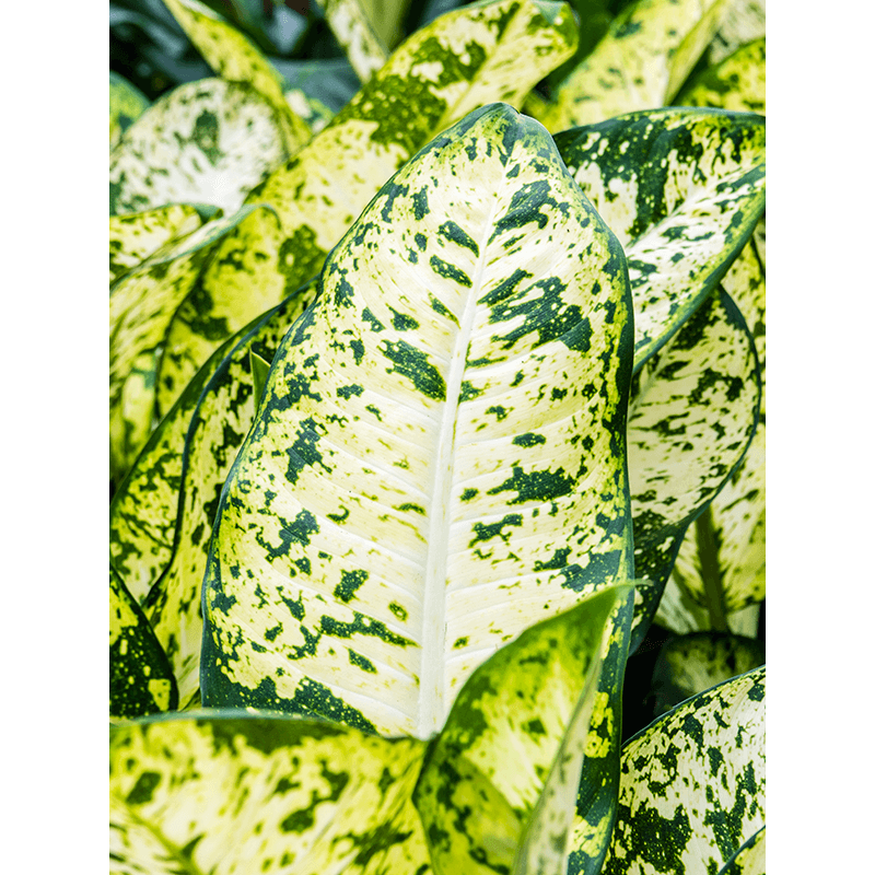 Dieffenbachia Banana