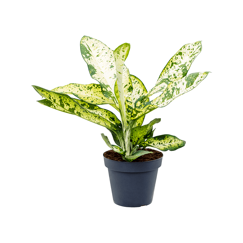 Dieffenbachia Banana