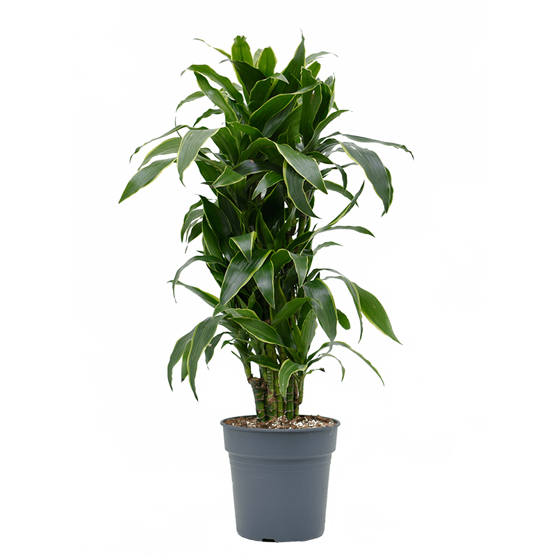 Dracaena Arturo vertakt