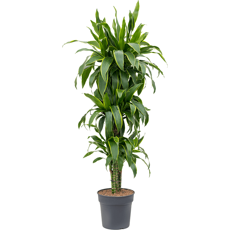 Dracaena Arturo vertakt