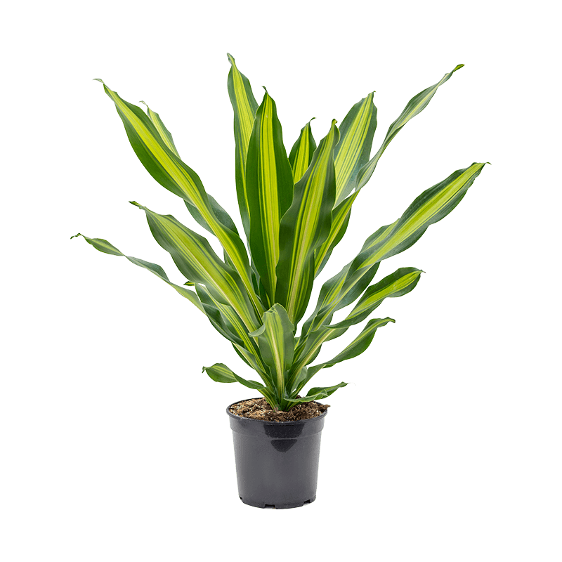 Dracaena Burley