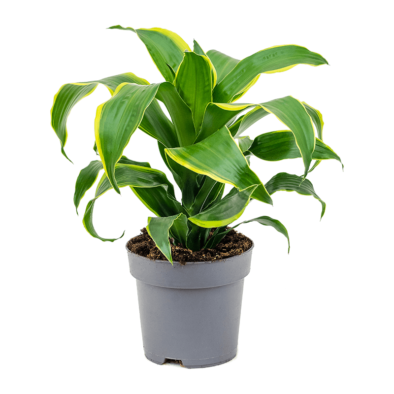 Dracaena Dorado 