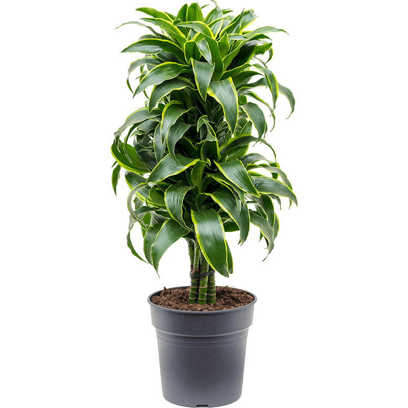 Dracaena Dorado vertakt 