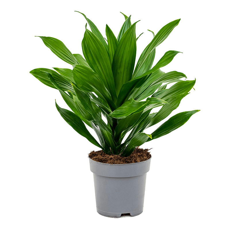 Dracaena Green Jewel