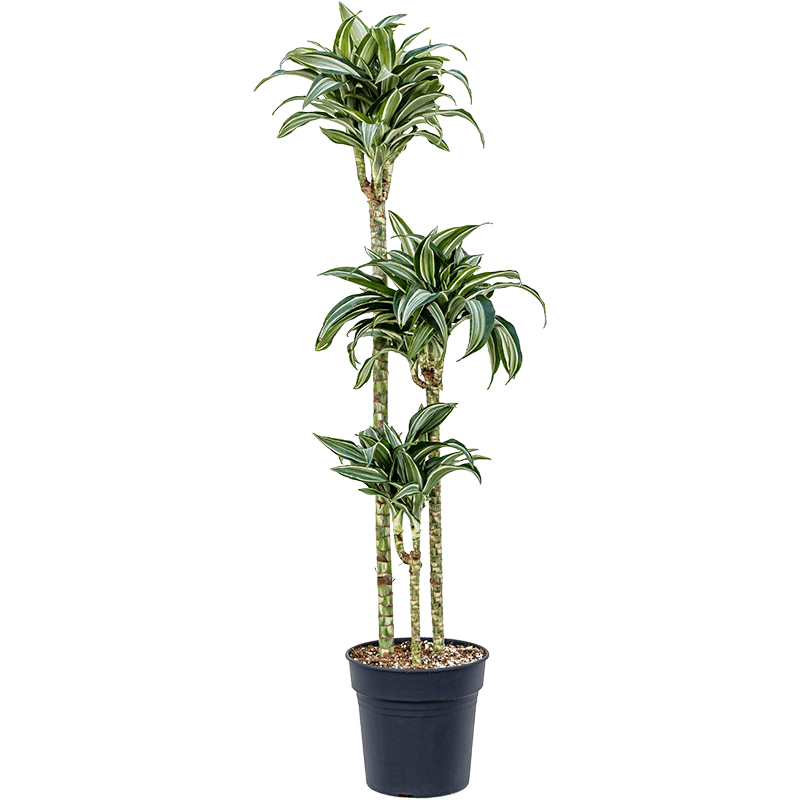 Dracaena Jade Jewel