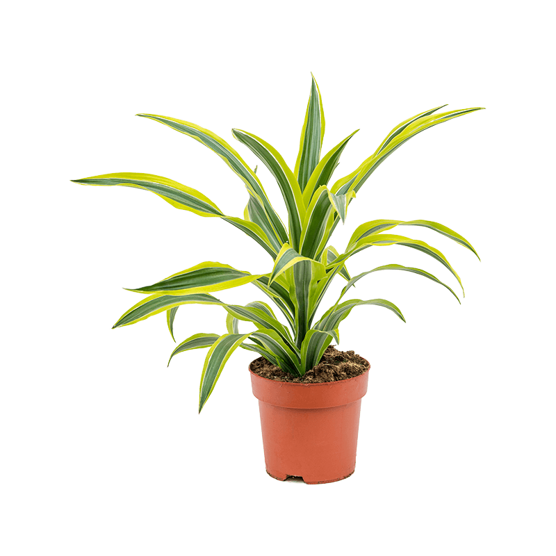 Dracaena Lemon Lime