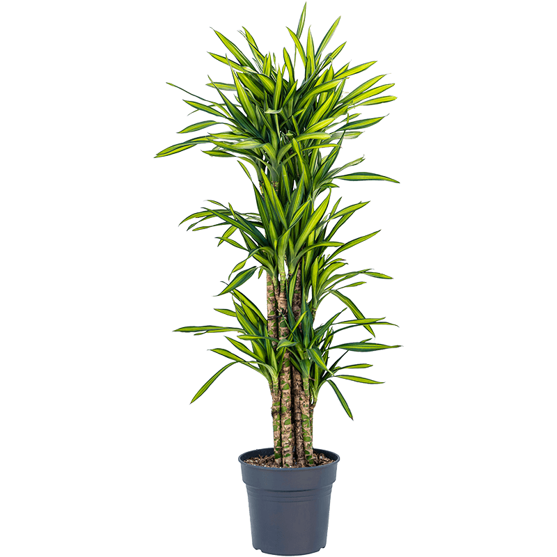 Dracaena Riki multistam